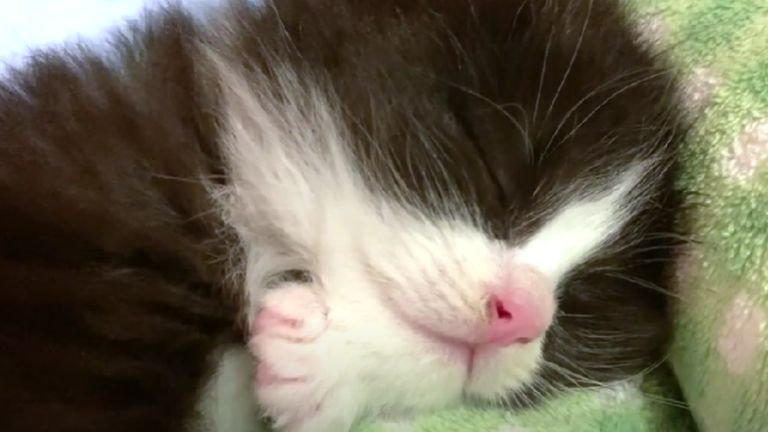 眠っている子猫