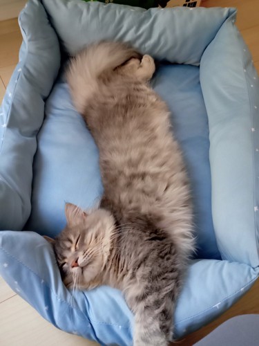 猫ベッドで寝る猫