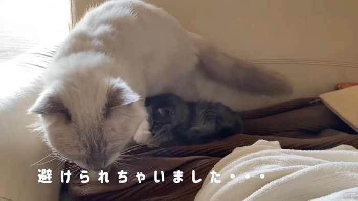 ソファの上の子猫とソファから降りようとする猫