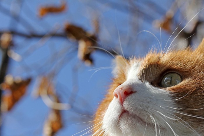 空を見上げる猫