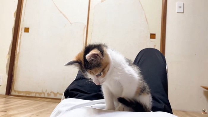 見下ろし子猫