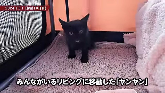 クレートの中の子猫