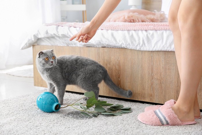 花瓶を倒す猫を怒る女性