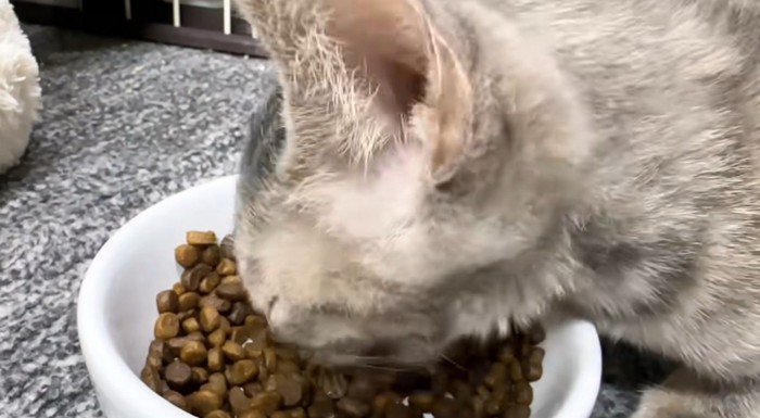 食べる猫