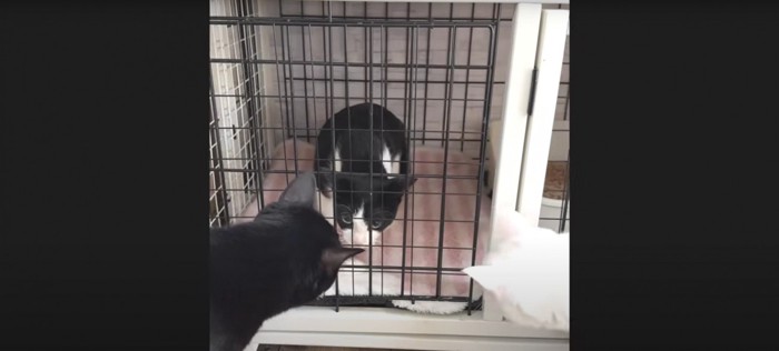 ケージの中の猫と外にいる2匹の猫たち