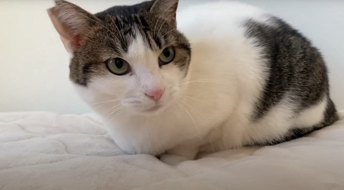 キジシロ