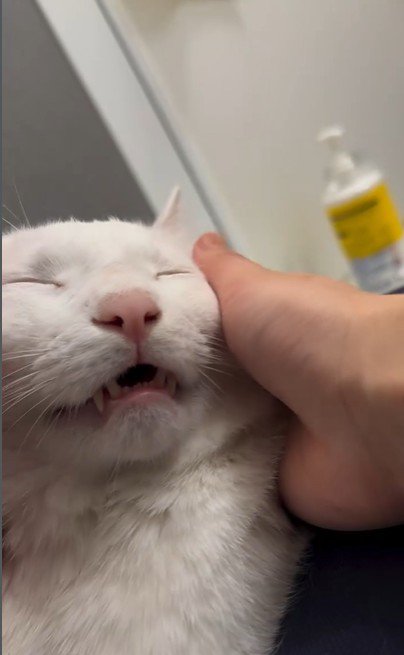 人にマッサージをされている猫