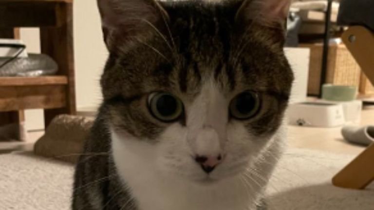 室内にいる猫
