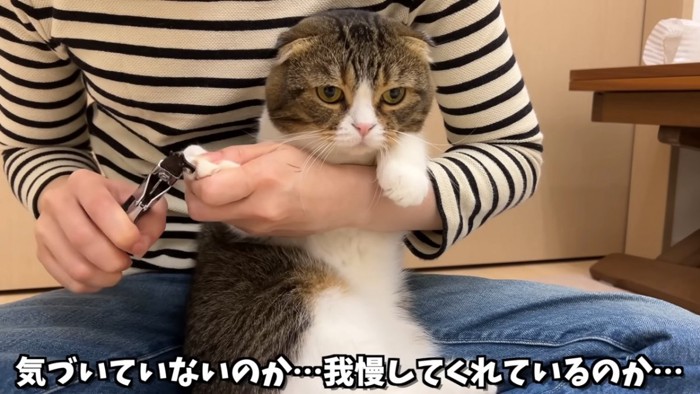 前足の爪を切られる猫