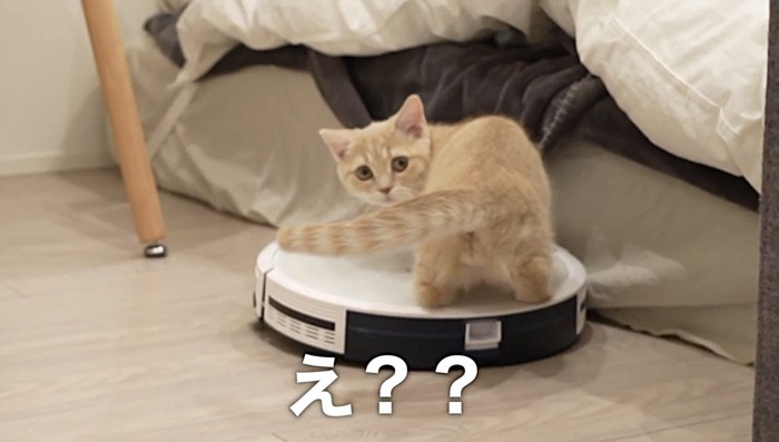 ロボット掃除機に乗る猫