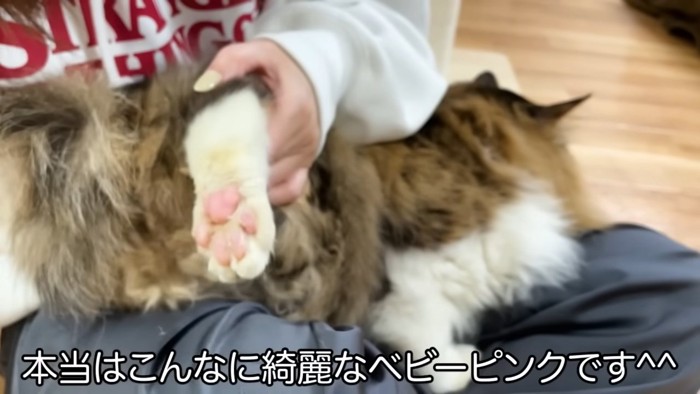 猫の肉球