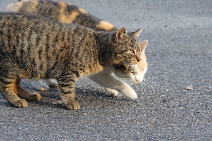 二匹で歩く猫