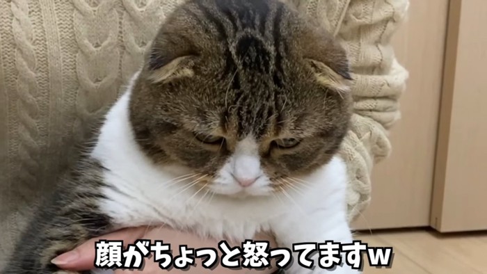 うつむく猫