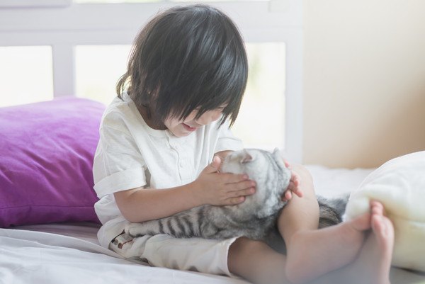 女の子とアメリカンショートヘア