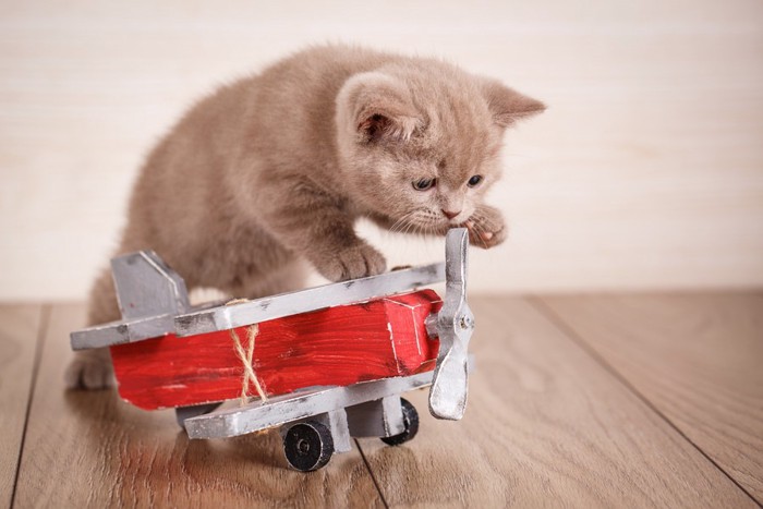 飛行機のおもちゃに乗る子猫