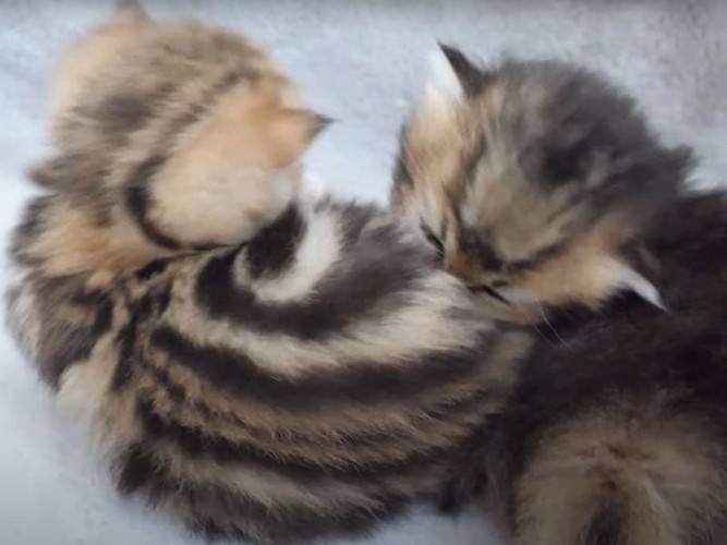 じゃれつく子猫