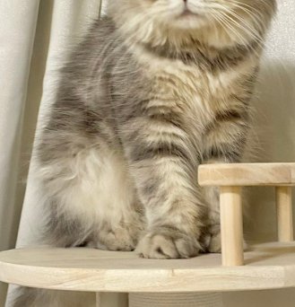 キャットタワーに乗る猫の体部分のみ