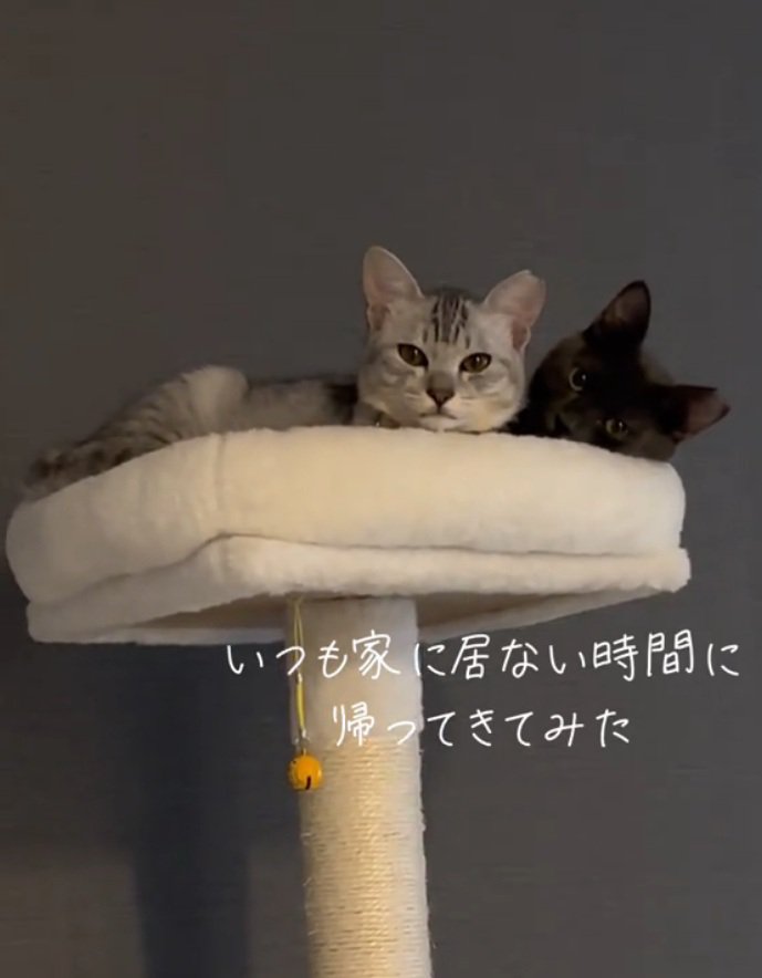 飼い主さんをジッと見つめる猫