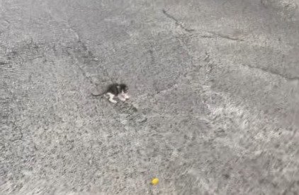 道路にいる子猫1