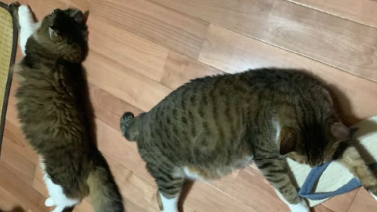 室内にいる猫