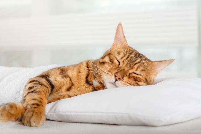 枕に頭をのせて寝ている猫