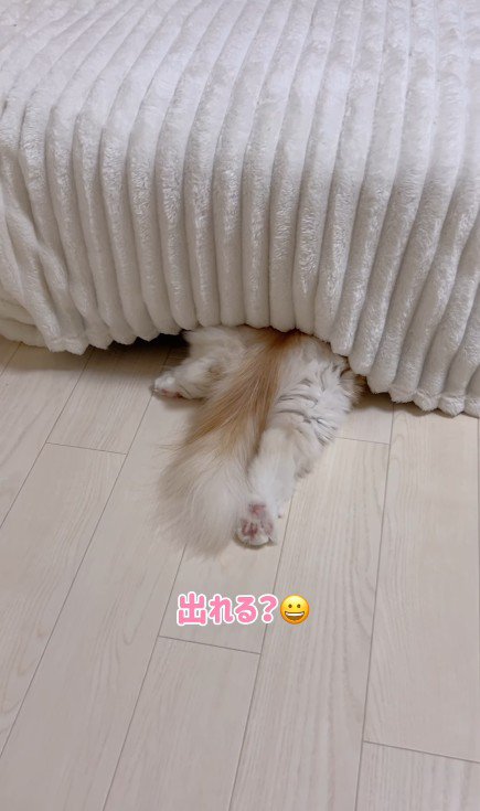 ベッドの下に隠れる猫