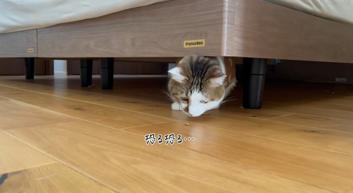 ベッドの下に隠れておやつを食べる猫