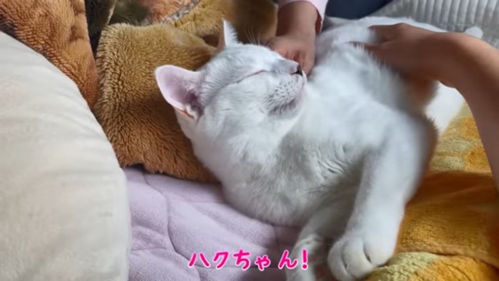 ママに呼ばれる猫