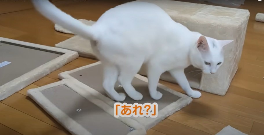 ハウスから離れる猫