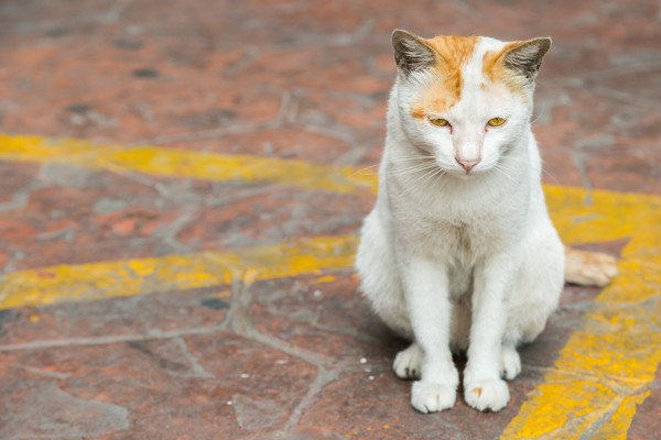 外にいる白と茶色の猫