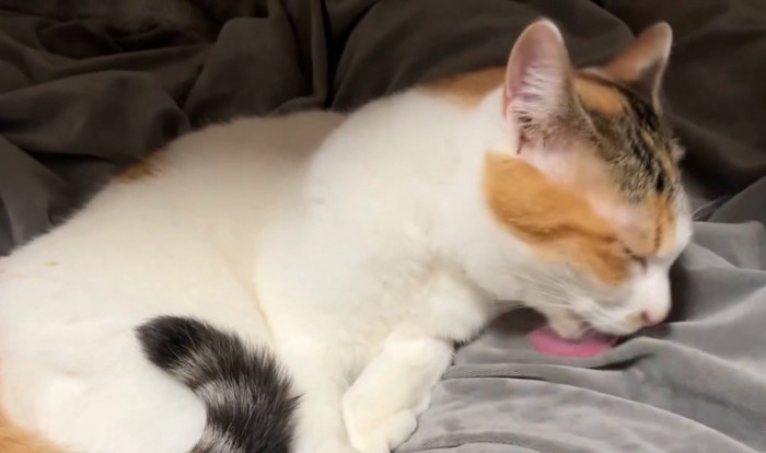 毛布を舐める猫2