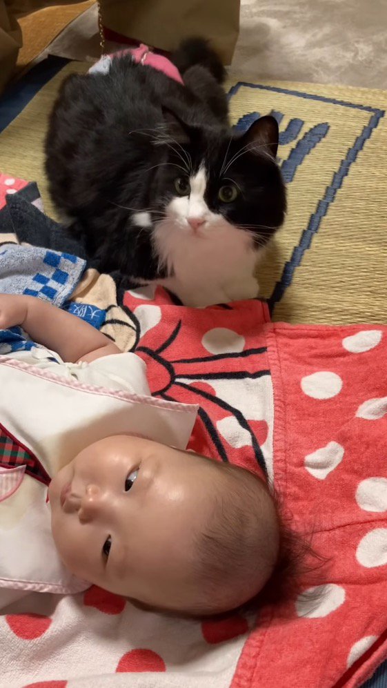 赤ちゃんを近くで見守る猫