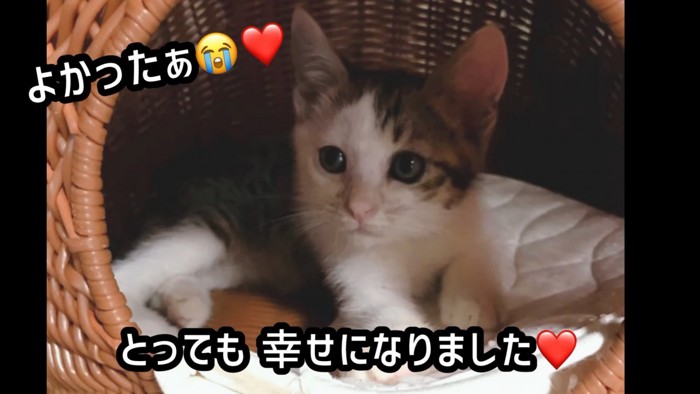 猫ハウスの中にいる子猫