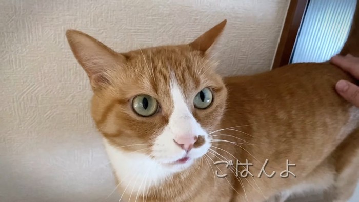 カメラの方を見る猫