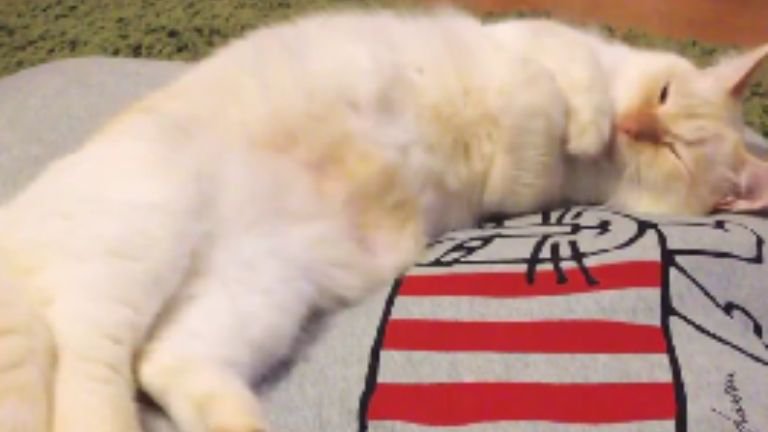室内にいる猫