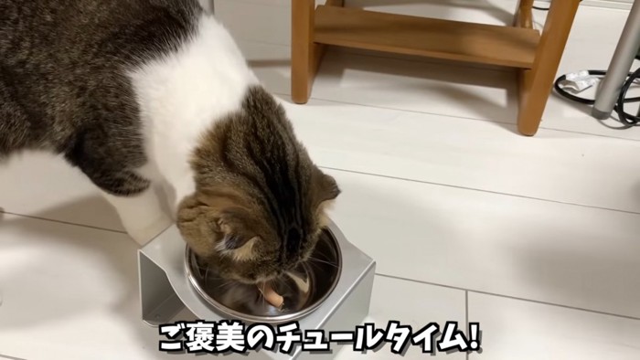 おやつを食べる猫