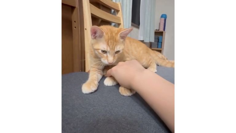 椅子の上の猫
