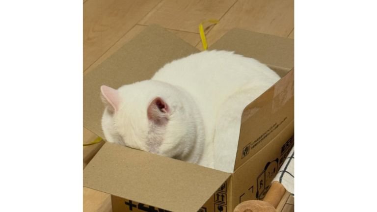 ダンボールに入る猫