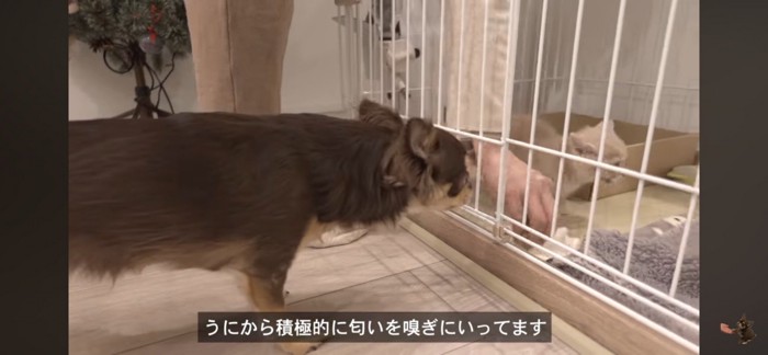 匂いを嗅ぐ犬