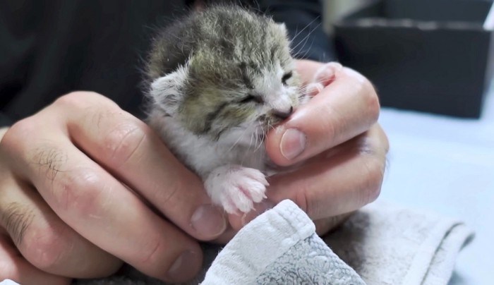 大好きな飼い主さんの指を吸うももちゃん