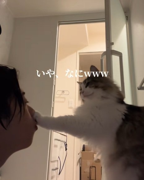 飼い主の鼻にさわるノルウェージャンフォレストキャット