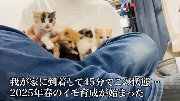 父ちゃんの足の上に乗る4匹の子猫