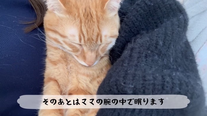 抱っこされて眠るとらまるくん