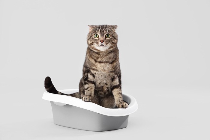 トイレに入る猫