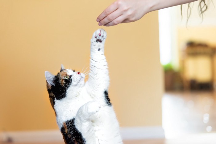 飼い主の手にタッチする猫