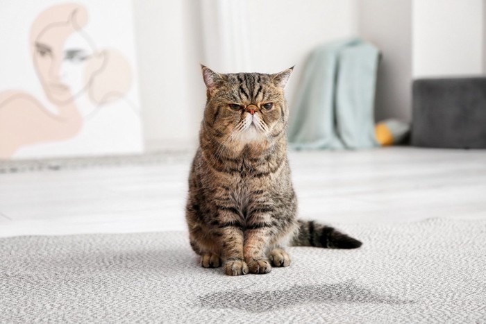 難しい顔をする猫