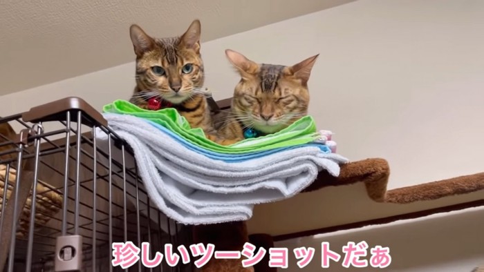 起きている猫と寝ている猫