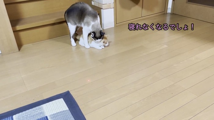 子猫を後ろから押さえる猫