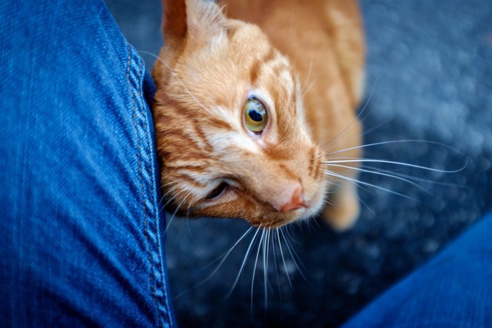 足に頭突きしてくる猫