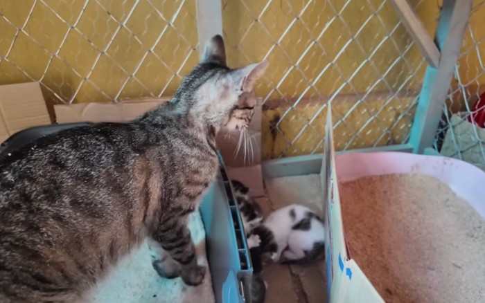 移動する猫